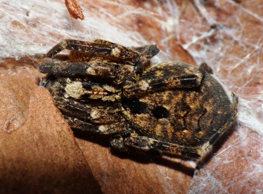 Zoropsis sp.